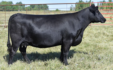TC Barbara 1307 - toppangus.com