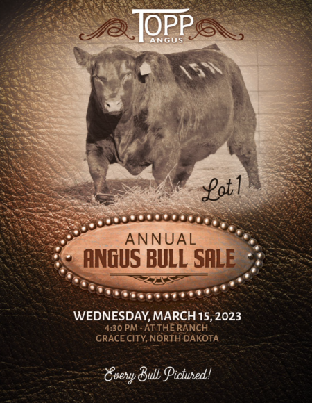 Topp Angus Bull Sale 2023
