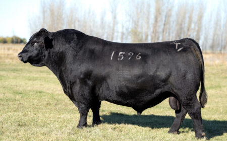 Topp-Lincoln-1596_25 Topp Lincoln 1596