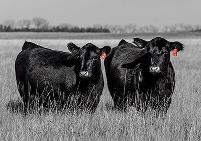 b&w-heifers-2