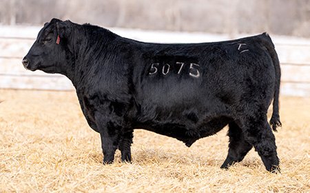 5075 Topp Safeguard 5075